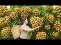 Download Lagu Harvesting Giant Jelly Longan \u0026 Stewing Sweet Longan in Black Sugar and Ginger – Traditional Dessert