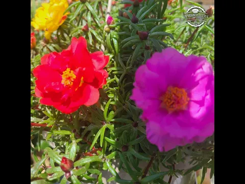 Beautiful Dollywood flowers. Psalm 34:17-19 #Bible #kjv #Jesus #God #flowers