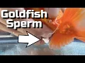 My Goldfish Laid Eggs - Hand Spawning Goldfish Breeding Guide