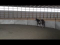For Sale - SPP Irish Mist Spider Bay Overo Yearling Filly