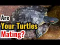 How Do Turtles Mate In A Tank