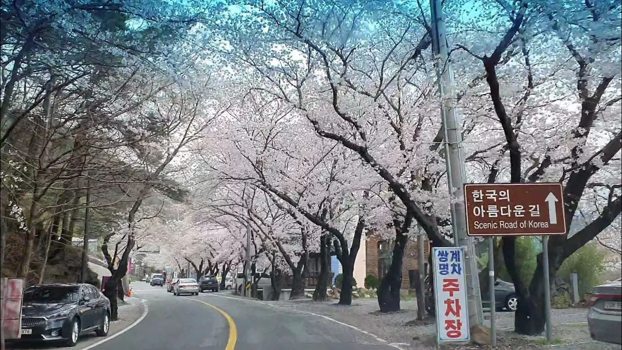 #하동십리벚꽃길   화개장터~쌍계사~칠불사 15km 2020.3.27(금) サムネイル