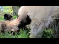 PuppyFinder com Puppies playing