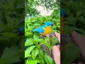Download Lagu Blue Bird toy simulation electric singing bird can call and move#kibtoy #toy #cute #funnytoys