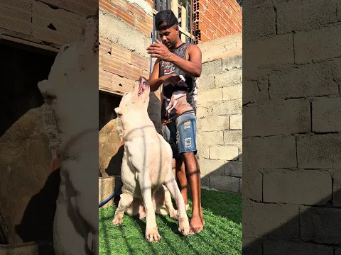 Dogo argentino
