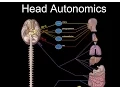 Download Lagu Cranial Nerves and Autonomics