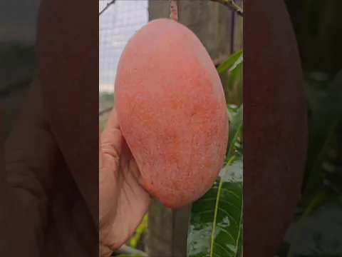 #Mita'SGardeningTricks #Gardening #Garden #Agriculture