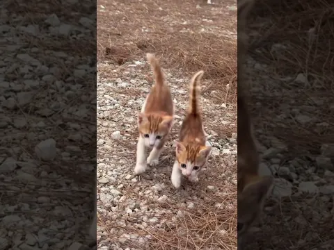 Mom cat's park adventure #cute #babies #shorts