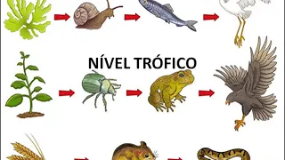 CADEIA ALIMENTAR E NÍVEL TRÓFICO