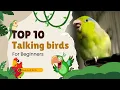 Download Lagu Burung Pemula yang Bisa Berbicara | 10 Burung Berbicara Terbaik untuk Pemula