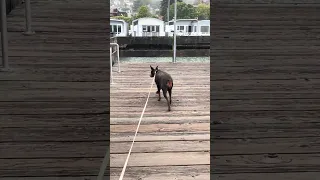 Windy morning.. #Fyp #dream #YouTube #doberman #pets