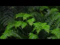 Fall Asleep with 10-Hour Rainforest Ambience | Rain Sounds for Sleeping & Relaxation