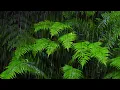 Download Lagu Fall Asleep with 10-Hour Rainforest Ambience | Rain Sounds for Sleeping \u0026 Relaxation