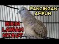 Lagu PERKUTUT BANGKOK GACOR SUARA AMPUH UNTUK PANCINGAN BIKIN LAWAN BUNYI 