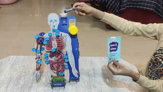 Human body internal organs working demo | Smartivity Interactive Human Body Parts | Educational 