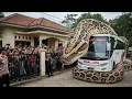 Download Lagu JAWA TIMUR VIRAL!! ULAR PITON RAKSASA MELILIT HANCURKAN SEBUAH BUS MEMBUAT GEGER WARGA