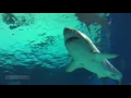 Great white shark dies after just three days in aquarium