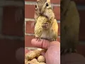 Download Lagu video lucu | tikus makan kacang