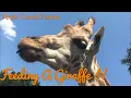 WE FED A GIRRAFFE Pettit Creek Farms
