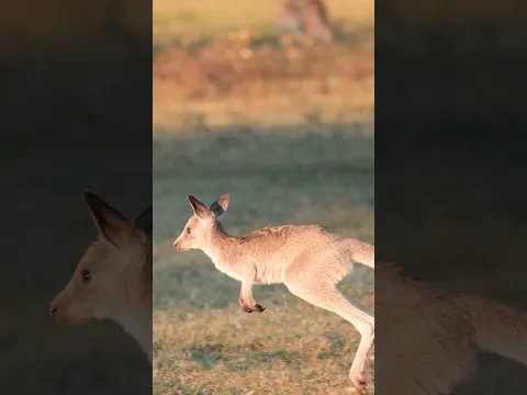 Why do kangaroos hop? #naturepbs #wildlife #animals #stem #kangaroo