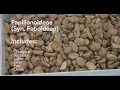 Download Lagu Legumes- Understand the plant family Fabaceae