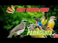 Lagu SUARA PIKAT BURUNG RIBUT TERANCAM.