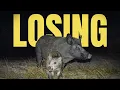 North America’s Feral Pig Invasion