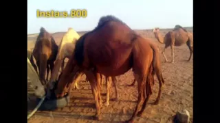 ياالله انا طالبك حمرن هوى بال حامد الضبعان 