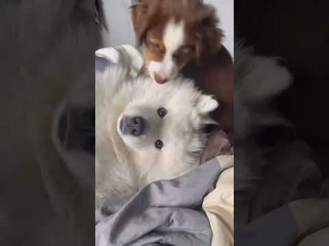 Dog found his best friend