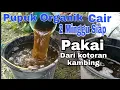 Lagu Cara pembuatan pupuk organik cair 2 minggu siap pakai dari kotoran kambing