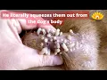 How to treat a dog with Mango Worms Infestation