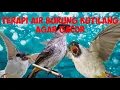 Lagu Terapi Air Burung Kutilang Agar Gacor Bermental Juara