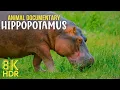 Download Lagu HIPPOPOTAMUS - One of the Most Dangerous Animal in Africa - Wildlife Documentary 8K HDR