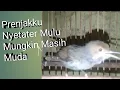 Download Lagu Prenjak kepala merah Anakan stater langsung belajar ngoceh