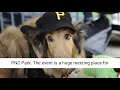 10 Places to Hang Out With Your Pet in Pittsburgh