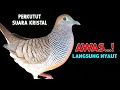 Download Lagu Suara Burung Perkutut Gacor Memanggil Temanya Agar Bunyi Cocok Untuk Pancingan 