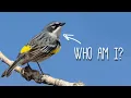 Download Lagu 50 Warblers of North America | Bird Test (Parulidae)