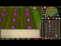 Tithe Farm Guide 100K Farming XP HR 70 Points Per Hour OSRS