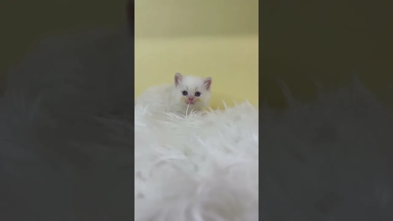動画