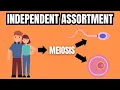 MENDEL S LAW OF INDEPENDENT ASSORTMENT Simply Explained