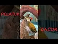 Download Lagu Pelatuk Jari 4 Gacor
