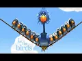Download Lagu For the birds(2000) short film pixar