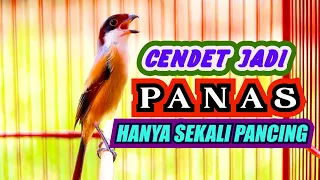 sekali pancing jenis cendet apapun emosi langsung naik pancingan cendet gacor full isian