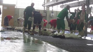 محمد الجزار 