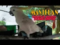 Download Lagu Kakatua bicara asalammualakum / Masteran kakatua jambul kuning