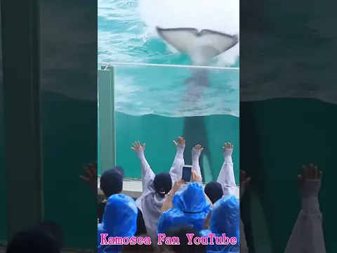 濡れる気満々最高!! #Shorts #鴨川シーワールド #シャチ #kamogawaseaworld #orca #killerwhale