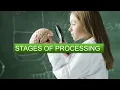 Stages of processing - Cognitive Psychology
