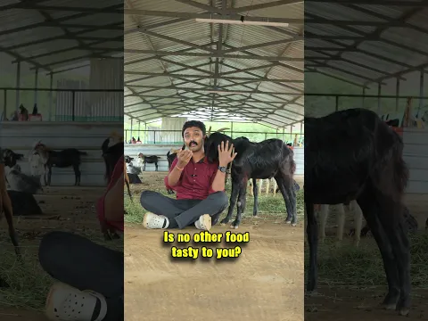 Bro, mutton biryani sapdreengala? #animals #meat #biryani #vegan