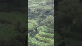 هي توأم الفردوس وجنة الدنيا 