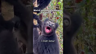 Sound Monkey Shorts Shortvideo Animals 